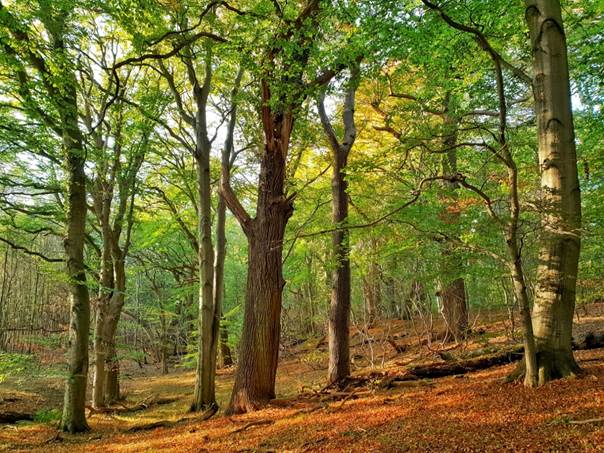 5 Fakten über Bäume - Ein Wald ist zu sehen