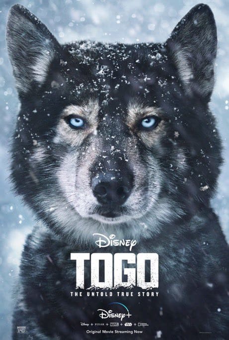 Togo der wahre Held einer wahren Geschichte aus Alaska im vorletzten Jahrhundert.
