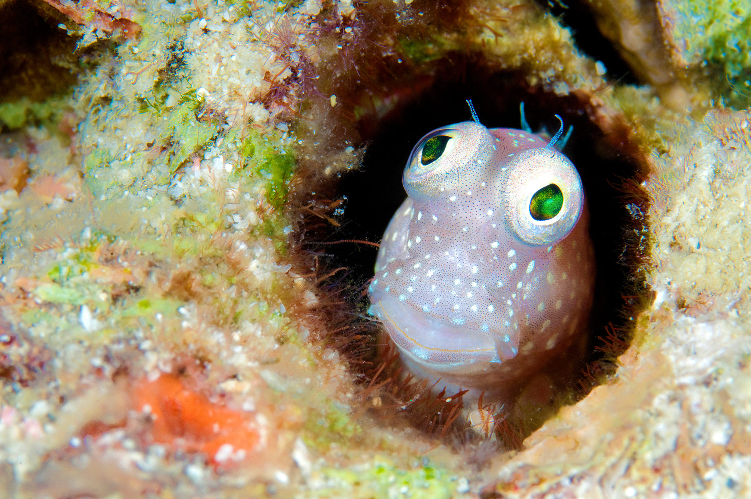 Goby, Papua New Guinea -  WONDER OF THE SEA 3D