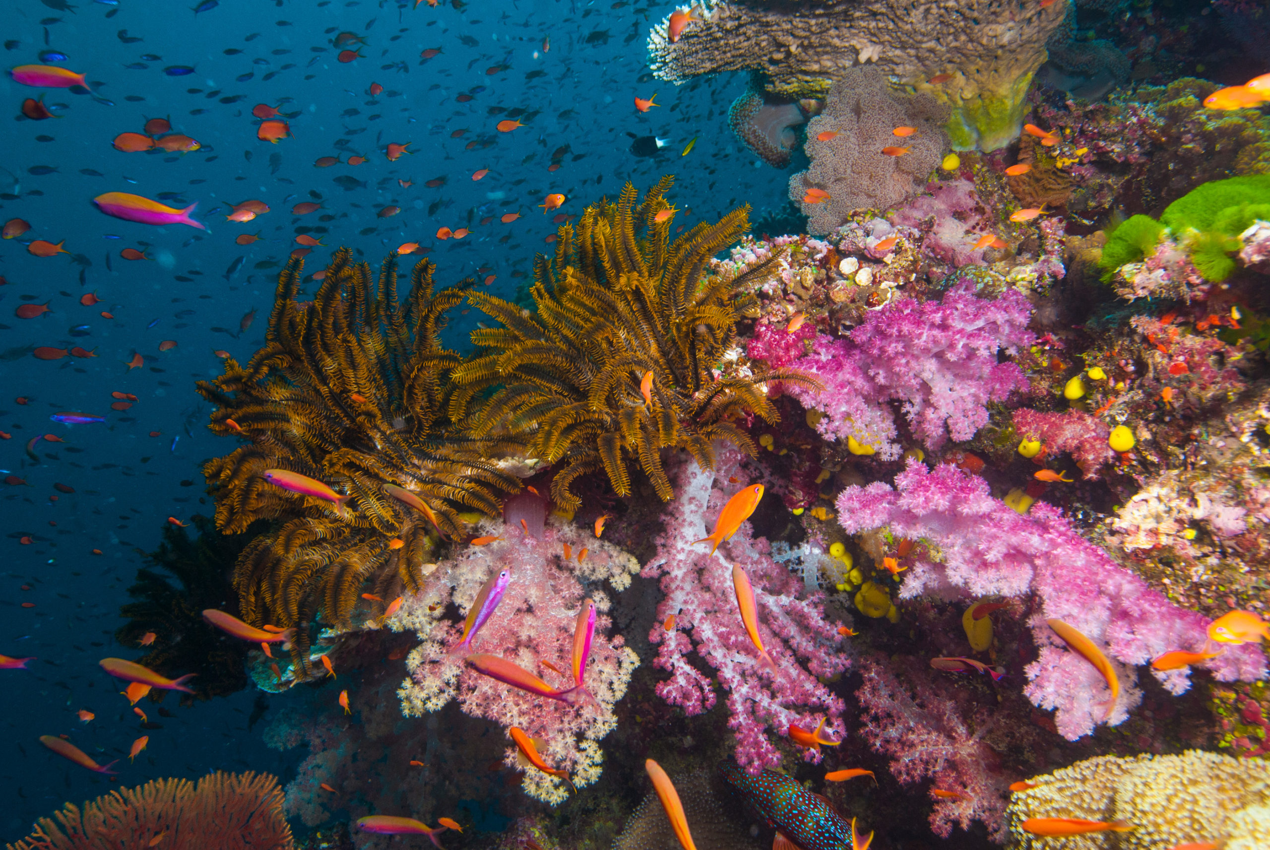 Fidschi Unterwasserwelt