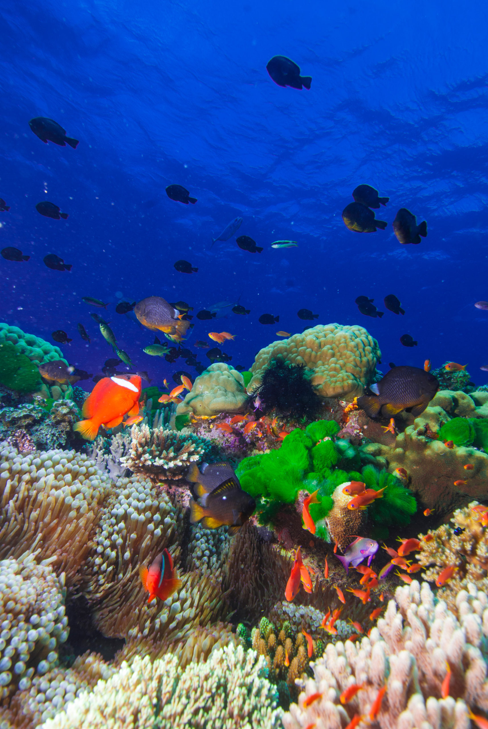Unterwasserwelt Fidschi 