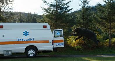 Ein Bär springt in einen geöffneten Krankenwagen