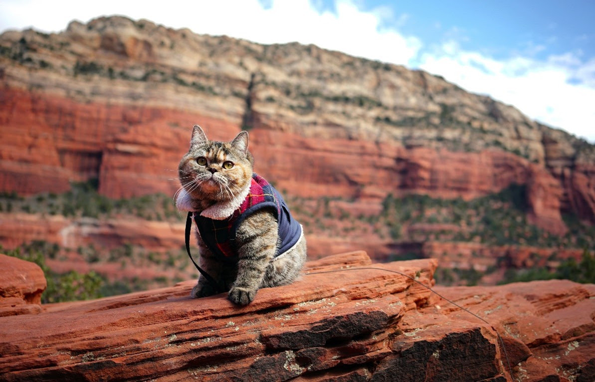 Katze auf einem Felsen in Cat Daddies-Freunde für sieben Leben